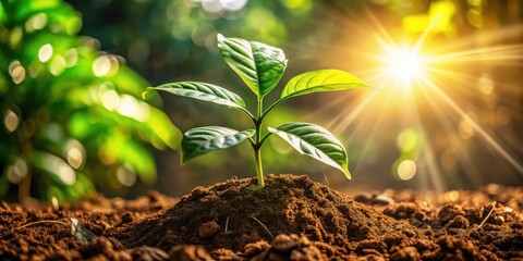 A vibrant young plant emerges from rich soil, bathed in the warm glow of the setting sun, symbolizing growth, renewal, and the promise of a flourishing future.