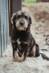 Animal shelter. A dog in an enclosure in a shelter for homeless animals. A dog without an owner. Average dog without breed. Vertical photo. A dog looking at the camera. A sad look.