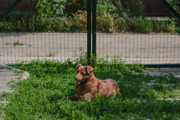 A red dog rests on the grass on the territory of the house. Pet. A dog without a breed lies in the yard in the sun.