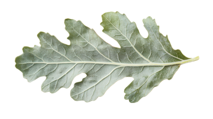 Piper callosum aromatic leaf Transparent background, PNG file