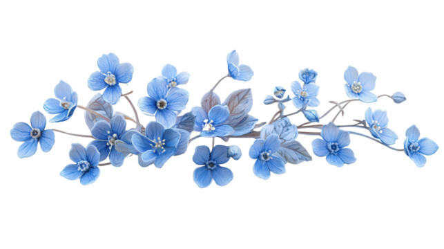Pale blue forget-me-not cluster Transparent background, PNG file