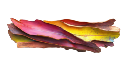 Rainbow bark eucalyptus, Transparent background, PNG file
