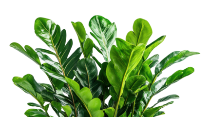 Rare Zamia amazonum leaf form Transparent background, PNG file