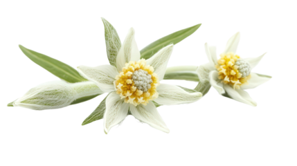Rare alpine edelweiss bloom Transparent background, PNG file