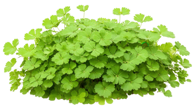 Rainforest fern Adiantum capillus-veneris Transparent background, PNG file
