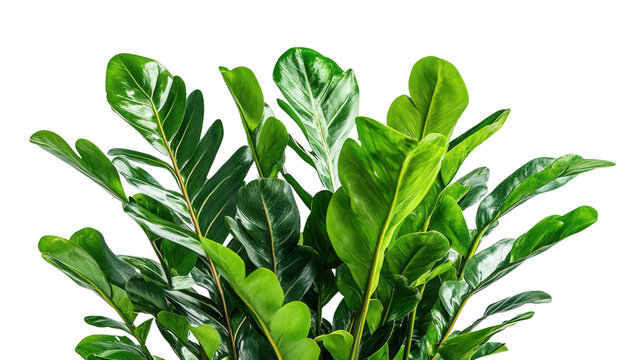 Rare Zamia amazonum leaf form Transparent background, PNG file