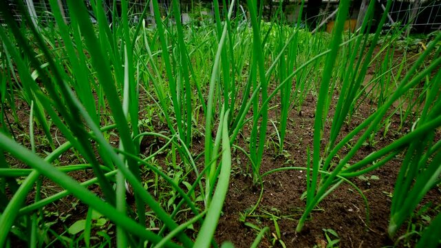 Slowly moving camera backward through very young organic onions growing in garden bed rich in soil