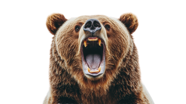 Powerful grizzly bear roaring Transparent background, PNG file
