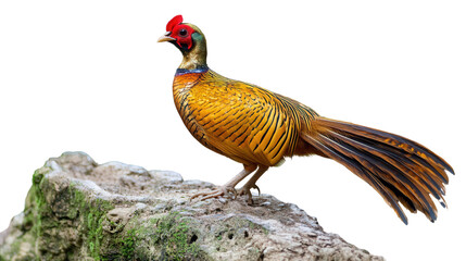 Rare golden pheasant perched Transparent background, PNG file