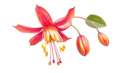 Rare Passiflora edulis flower from Amazon Transparent background, PNG file