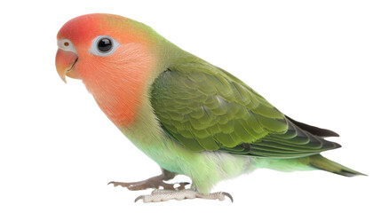 Rare rosy-faced lovebird perched Transparent background, PNG file