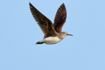 Green sandpiper in flight