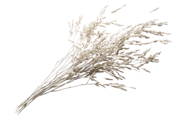 Dried pampas grass bouquet