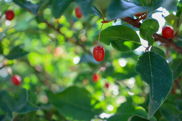 A solitary red berry hangs on a branch amidst green leaves, glistening in the sun. This macro shot...