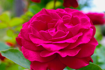 A luxurious rose of a rich crimson color has bloomed, showcasing numerous dense petals. Its lush...