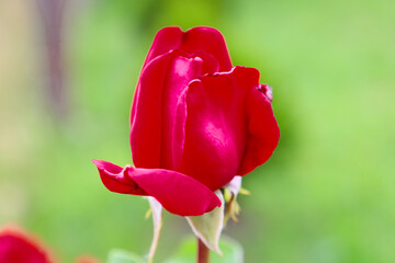 A red rosebud, just beginning to open, displays its rich petals against a blurred green background. This shot conveys the tenderness of the blossoming moment and natural beauty. A symbol of spring rev