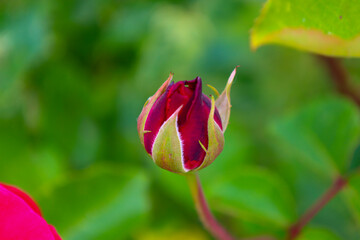 A close-up shot of a rosebud preparing to bloom, with rich dark red petals peeking through green sepals. The detailing conveys the tenderness and anticipation of the flower's opening. A symbol of new 