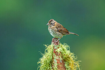 Rufous-collared Sparrow, Zonotrichia capensis.  The bird is perched on a moss-covered tree stump or...