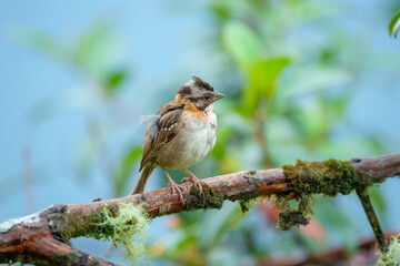 Rufous-collared Sparrow, Zonotrichia capensis.  The bird is perched on a moss-covered tree stump or...