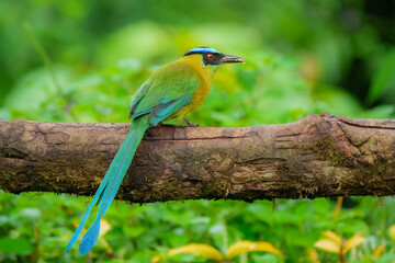 Andean Motmot, Momotus aequatorialis, distinguished by its bright olive-green body, a blue crown, and a distinctive black mask around its red eyes.