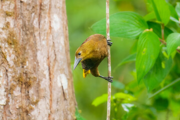 Russet-backed Oropendola perched on a horizontal tree branch, set against a vibrantly blurred green background of lush forest foliage. The bird has a distinct olive-brown body, a pale yellowish head.