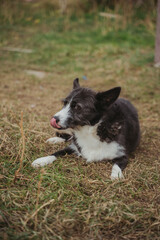 The dog is disabled. A dog with musculoskeletal disorders walks in the yard. A dog in a wheelchair on its hind limbs. Vertical photo. 