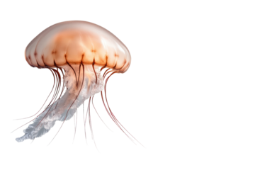 Radiant Jellyfish: A mesmerizing close-up of a jellyfish, its translucent bell and delicate tentacles glowing with ethereal beauty.
