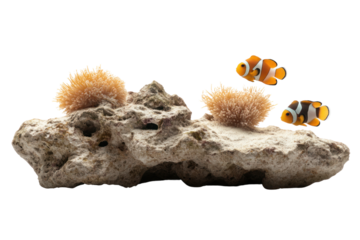 Clownfish in a Rock Habitat: Vibrant clownfish swim around a textured rock formation, evoking a sense of underwater life.