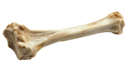 Fototapeta premium A bone with no meat, isolated on transparent background, cut out.