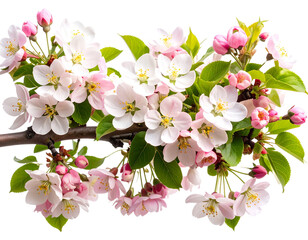 Fototapeta premium tree branch with blossoms, transparent background.