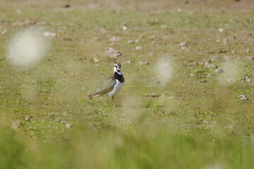 Lapwing on the lawn, Lapwing on the meadow surrounded by white flowers that are blurred, sunny day,...