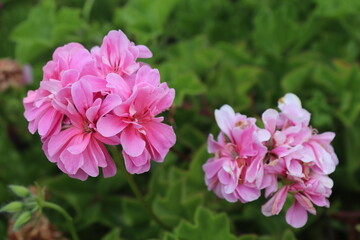 pink flowers background