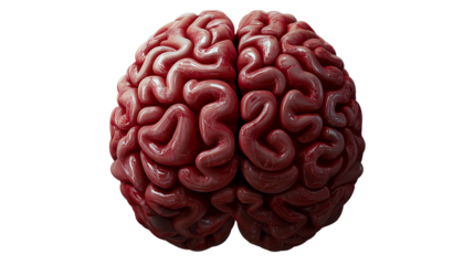 Detailed view of a realistic human brain showcasing its intricate folds and structures in a clinical setting