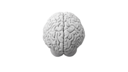 Realistic 3D model of a human brain showcasing detailed cerebral structure and anatomy in a neutral background