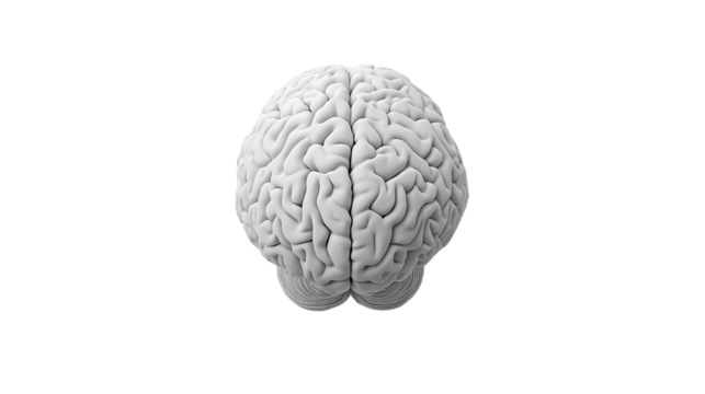 Realistic 3D model of a human brain showcasing detailed cerebral structure and anatomy in a neutral background