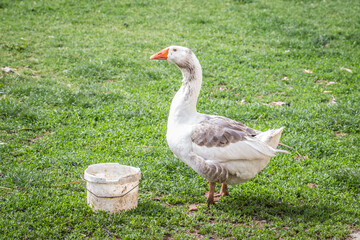Goose and the Bucket: A Rural Dialogue Without Words