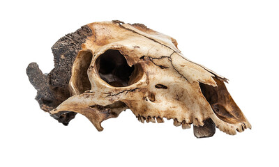 Buffalo skull head isolated on transparent background.