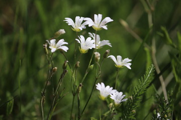 White flowers of field chickweed (Cerastium arvense) in wild