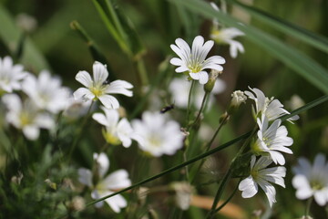 White flowers of field chickweed (Cerastium arvense) in wild