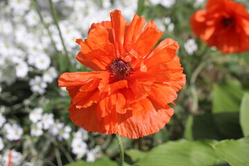 Red double flower of Oriental poppy (Papaver orientale) in summer garden