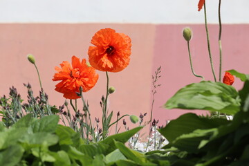 Red double flowers of Oriental poppy (Papaver orientale) in summer garden