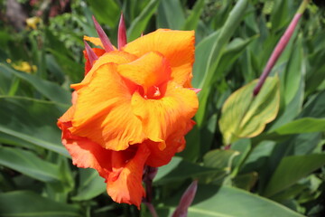 orange flower in the garden