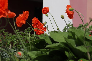 Red double flowers of Oriental poppy (Papaver orientale) in summer garden