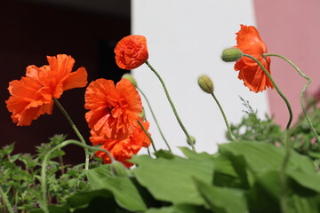 Red double flowers of Oriental poppy (Papaver orientale) in summer garden