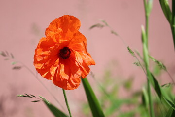 Red double flower of Oriental poppy (Papaver orientale) in summer garden