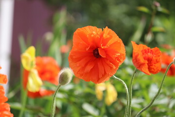 Fototapeta premium Red double flowers of Oriental poppy (Papaver orientale) in summer garden