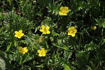 Flowering common silverweed (Argentina anserina, syn. Potentilla anserina) weed plant with yellow flowers in the wild
