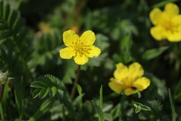 Flowering common silverweed (Argentina anserina, syn. Potentilla anserina) weed plant with yellow flowers in the wild