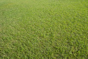 全面の芝生（横位置）