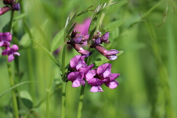 Purple flowers of Bush Vetch (Vicia sepium) in wild